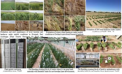 Pre-breeding and population improvement to increase the genetic diversity of breeding germplasms