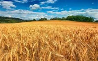 Increasing the Productivity of Wheat and Wheat-based Systems in Dryland Agricultural Research Institute’s Platform